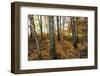 Autumnally Coloured Deciduous Forest with Natural Birch Continuanc-Harald Lange-Framed Photographic Print
