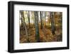 Autumnally Coloured Deciduous Forest with Natural Birch Continuanc-Harald Lange-Framed Photographic Print