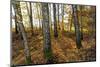 Autumnally Coloured Deciduous Forest with Natural Birch Continuanc-Harald Lange-Mounted Photographic Print