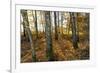 Autumnally Coloured Deciduous Forest with Natural Birch Continuanc-Harald Lange-Framed Photographic Print