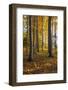 Autumnally Coloured Trees (Mainly Beeches) in the Vienna Woods, Near Peilstein, Austria-Gerhard Wild-Framed Photographic Print