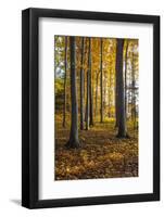 Autumnally Coloured Trees (Mainly Beeches) in the Vienna Woods, Near Peilstein, Austria-Gerhard Wild-Framed Photographic Print