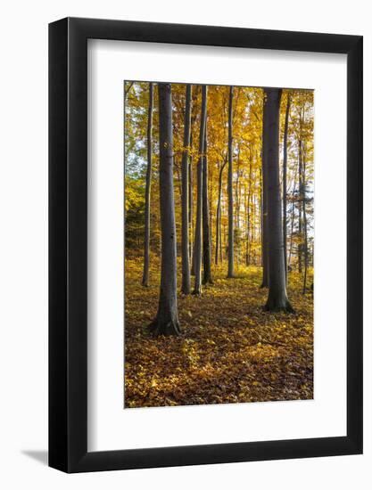 Autumnally Coloured Trees (Mainly Beeches) in the Vienna Woods, Near Peilstein, Austria-Gerhard Wild-Framed Photographic Print