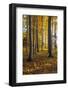 Autumnally Coloured Trees (Mainly Beeches) in the Vienna Woods, Near Peilstein, Austria-Gerhard Wild-Framed Photographic Print