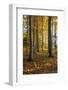 Autumnally Coloured Trees (Mainly Beeches) in the Vienna Woods, Near Peilstein, Austria-Gerhard Wild-Framed Photographic Print
