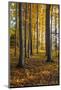 Autumnally Coloured Trees (Mainly Beeches) in the Vienna Woods, Near Peilstein, Austria-Gerhard Wild-Mounted Photographic Print