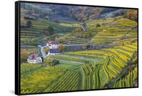 Autumnally Coloured Vine Branches in Spitz on the Danube, Wachau, Lower Austria, Austria, Europe-Gerhard Wild-Framed Stretched Canvas