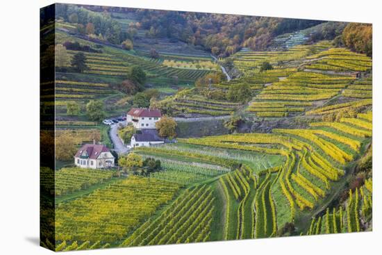 Autumnally Coloured Vine Branches in Spitz on the Danube, Wachau, Lower Austria, Austria, Europe-Gerhard Wild-Stretched Canvas