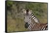 AV4C6366Zebra - Burchells-Bob Langrish-Framed Stretched Canvas