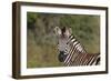 AV4C6366Zebra - Burchells-Bob Langrish-Framed Giclee Print