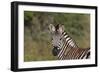 AV4C6366Zebra - Burchells-Bob Langrish-Framed Giclee Print