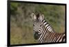 AV4C6366Zebra - Burchells-Bob Langrish-Framed Giclee Print