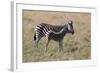 AV4C6585Zebra - Burchells-Bob Langrish-Framed Giclee Print