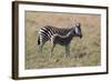 AV4C6585Zebra - Burchells-Bob Langrish-Framed Giclee Print