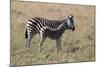 AV4C6585Zebra - Burchells-Bob Langrish-Mounted Giclee Print