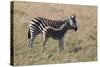 AV4C6585Zebra - Burchells-Bob Langrish-Stretched Canvas