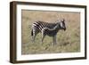 AV4C6585Zebra - Burchells-Bob Langrish-Framed Giclee Print