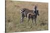 AV4C6596Zebra - Burchells-Bob Langrish-Stretched Canvas