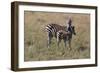 AV4C6596Zebra - Burchells-Bob Langrish-Framed Giclee Print