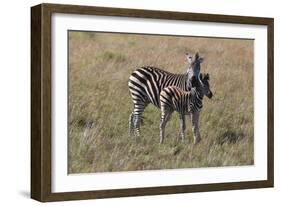 AV4C6596Zebra - Burchells-Bob Langrish-Framed Giclee Print