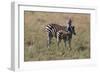 AV4C6596Zebra - Burchells-Bob Langrish-Framed Giclee Print