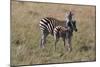 AV4C6596Zebra - Burchells-Bob Langrish-Mounted Giclee Print