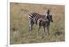 AV4C6596Zebra - Burchells-Bob Langrish-Framed Giclee Print