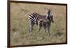 AV4C6596Zebra - Burchells-Bob Langrish-Framed Giclee Print