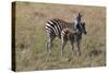 AV4C6596Zebra - Burchells-Bob Langrish-Stretched Canvas