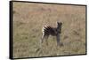 AV4C6601Zebra - Burchells-Bob Langrish-Framed Stretched Canvas