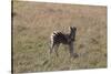 AV4C6601Zebra - Burchells-Bob Langrish-Stretched Canvas