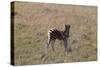 AV4C6601Zebra - Burchells-Bob Langrish-Stretched Canvas