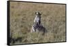 AV4C6611Zebra - Burchells-Bob Langrish-Framed Stretched Canvas