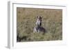 AV4C6611Zebra - Burchells-Bob Langrish-Framed Giclee Print