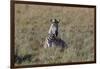 AV4C6611Zebra - Burchells-Bob Langrish-Framed Giclee Print