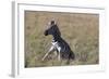 AV4C6612Zebra - Burchells-Bob Langrish-Framed Giclee Print