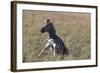 AV4C6612Zebra - Burchells-Bob Langrish-Framed Giclee Print