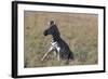 AV4C6612Zebra - Burchells-Bob Langrish-Framed Giclee Print