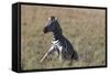 AV4C6612Zebra - Burchells-Bob Langrish-Framed Stretched Canvas