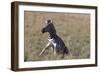 AV4C6612Zebra - Burchells-Bob Langrish-Framed Giclee Print