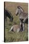 AV4C6623Zebra - Burchells-Bob Langrish-Stretched Canvas