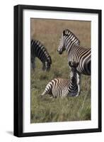 AV4C6623Zebra - Burchells-Bob Langrish-Framed Giclee Print