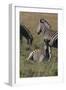 AV4C6623Zebra - Burchells-Bob Langrish-Framed Giclee Print