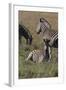 AV4C6623Zebra - Burchells-Bob Langrish-Framed Giclee Print