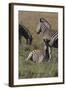 AV4C6623Zebra - Burchells-Bob Langrish-Framed Giclee Print