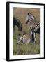 AV4C6623Zebra - Burchells-Bob Langrish-Framed Giclee Print