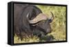 AV4C6655Cape Buffalo-Bob Langrish-Framed Stretched Canvas