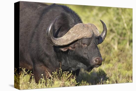 AV4C6655Cape Buffalo-Bob Langrish-Stretched Canvas