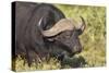 AV4C6655Cape Buffalo-Bob Langrish-Stretched Canvas