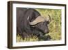 AV4C6655Cape Buffalo-Bob Langrish-Framed Giclee Print